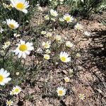 Leucanthemum graminifolium Kvet