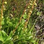 Orthilia secunda Leaf