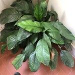 Spathiphyllum blandum Foglia