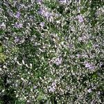 Limonium carolinianum Fleur