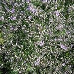 Limonium carolinianum Flower