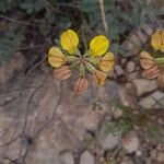 Hippocrepis scorpioides Çiçek