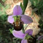 Ophrys apifera Blüte