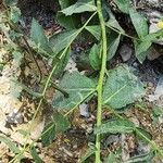 Verbascum cheiranthifolium Fuelha