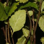 Varronia bullata Leaf