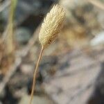 Phleum arenarium 果実