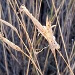 Dianthus lusitanus Fruit