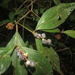 Miconia nervosa Leaf