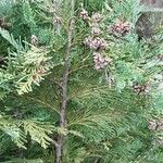 Chamaecyparis lawsoniana आदत