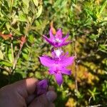 Calopogon tuberosus Blomst