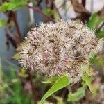 Eupatorium cannabinumBlomst