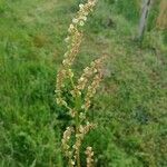 Rumex acetosaLiść