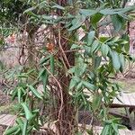 Lonicera acuminata Облик