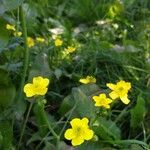 Ranunculus flammulaFlower