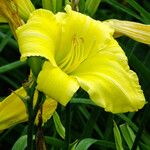 Hemerocallis lilioasphodelus Blomma