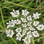 Selinum carvifolium Flower