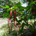 Acalypha hispida Muu