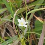 Sagina nodosa Flower