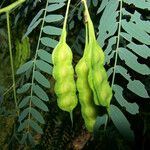 Sesbania drummondii Fruit