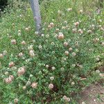 Trifolium vesiculosum Habitus