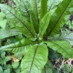 Rumex rugosus Ліст