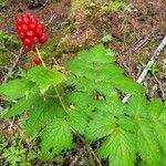 Actaea rubra Meyve