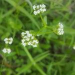 Valeriana woodsiana Květ