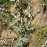 Cirsium scabrum Leaf