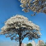 Tabebuia roseoalba Blomma