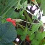 Mimulus cardinalis Flor