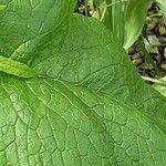 Phlomoides tuberosa Lapas