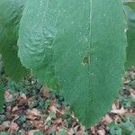 Castanea dentata Leaf