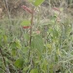 Acalypha crenata Kita