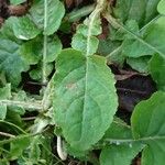 Chaptalia nutans Yaprak