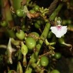 Elettaria cardamomum Blüte