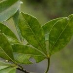 Toddalia asiatica Leaf