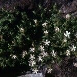 Silene cordifolia Habit