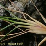 Festuca pallens Anders