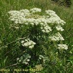 Pleurospermum austriacum Облик