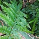 Dryopteris cristata Yaprak