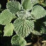 Marrubium supinum Likasa