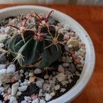 Echinocactus texensis Yaprak