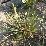 Ranunculus minimus Habit