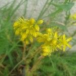 Petrosedum rupestreBlüte