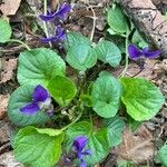 Viola odorata Blad