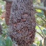 Banksia praemorsa Fruit