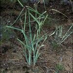 Tradescantia occidentalis Habitus