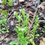 Myosotis macrosperma Leaf