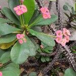 Euphorbia miliiফুল