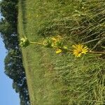 Silphium laciniatum Flower